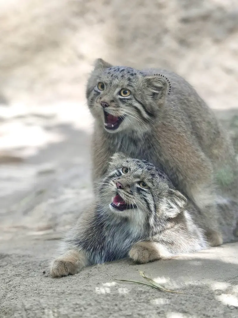 A photograph of San and Bono in Kobe Animal Kingdom