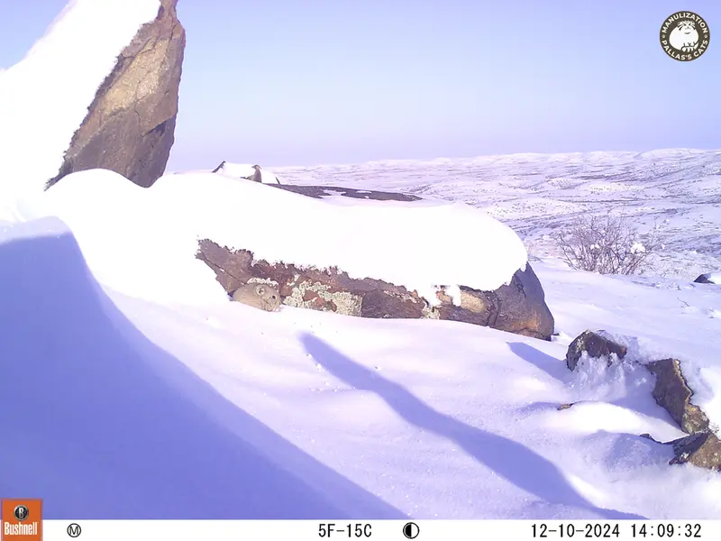 A photograph of Kazakh pika from Koshkar camera trap