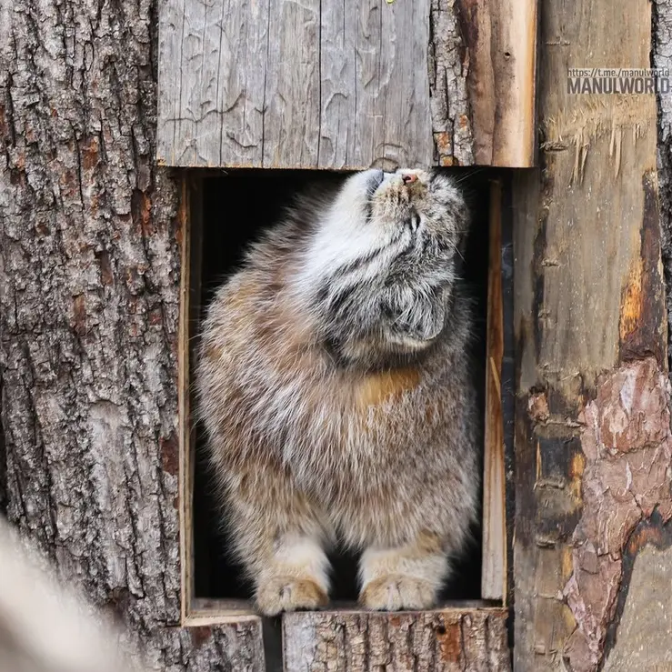 A photograph of Kai in Red River Zoo