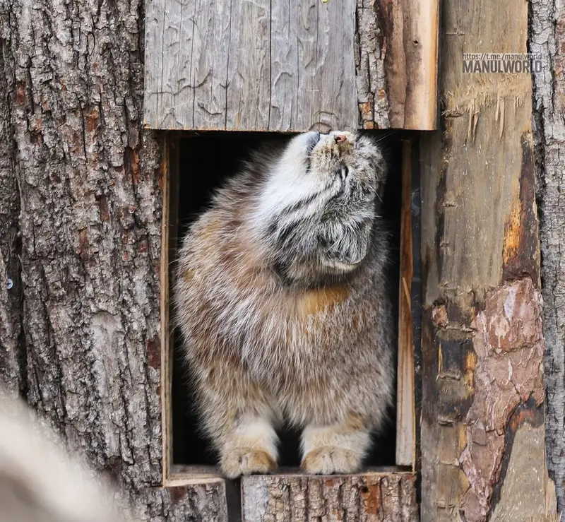 A photograph of Kai in Red River Zoo
