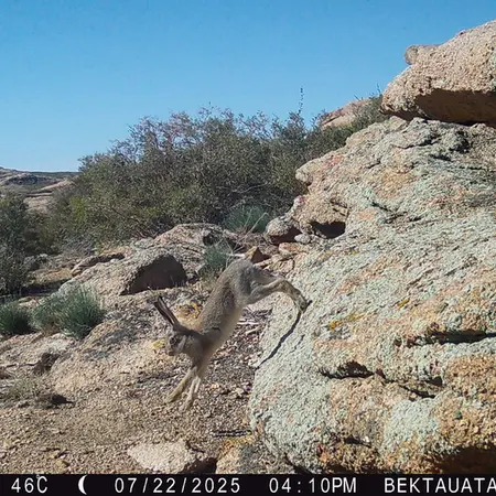 A photograph of European hare from Bektauata 2 camera trap