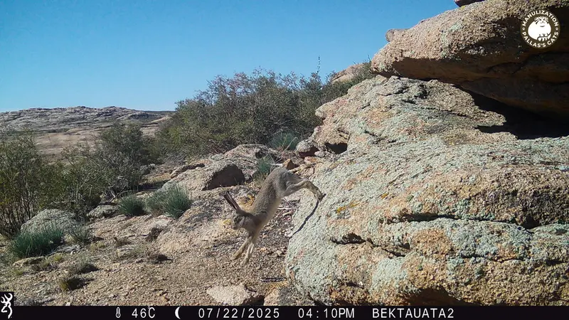 A photograph of European hare from Bektauata 2 camera trap