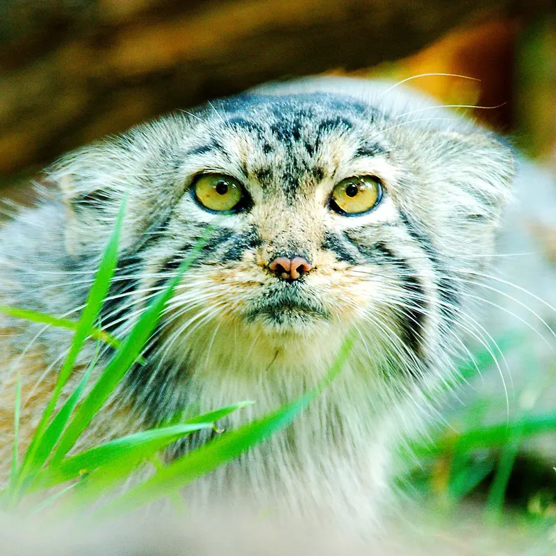 Elvira the Pallas's cat from Red River Zoo