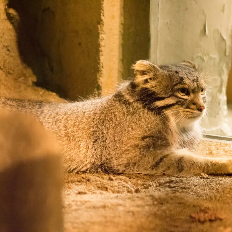 A photograph of Figa in Nogeyama Zoo