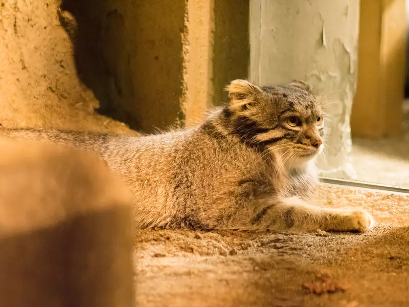 A photograph of Figa in Nogeyama Zoo