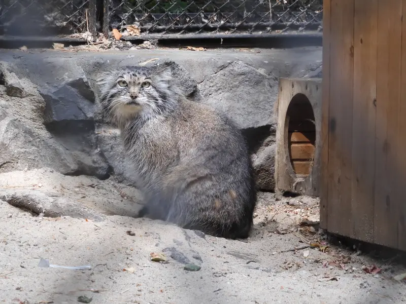 A photograph of a Pallas's cat