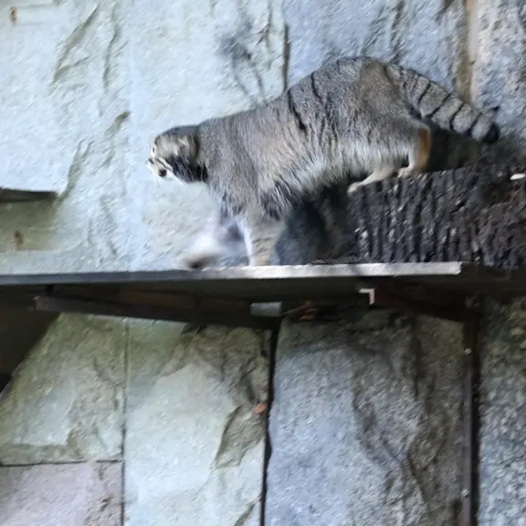 A photograph of a Pallas's cat in Moscow zoo