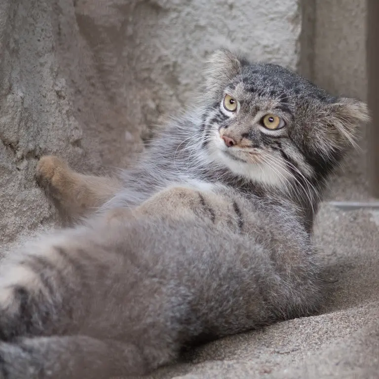 A photograph of Figa in Nogeyama Zoo