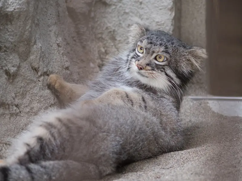 A photograph of Figa in Nogeyama Zoo