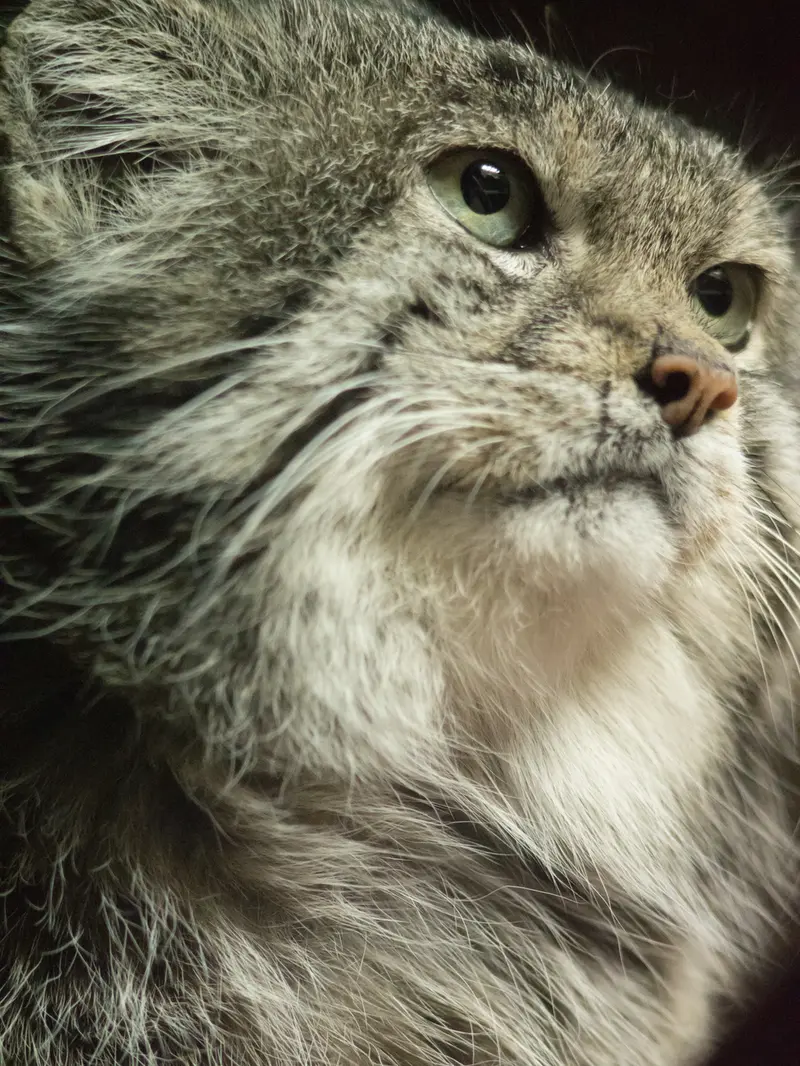 A photograph of Klyon in Ueno Zoological Gardens