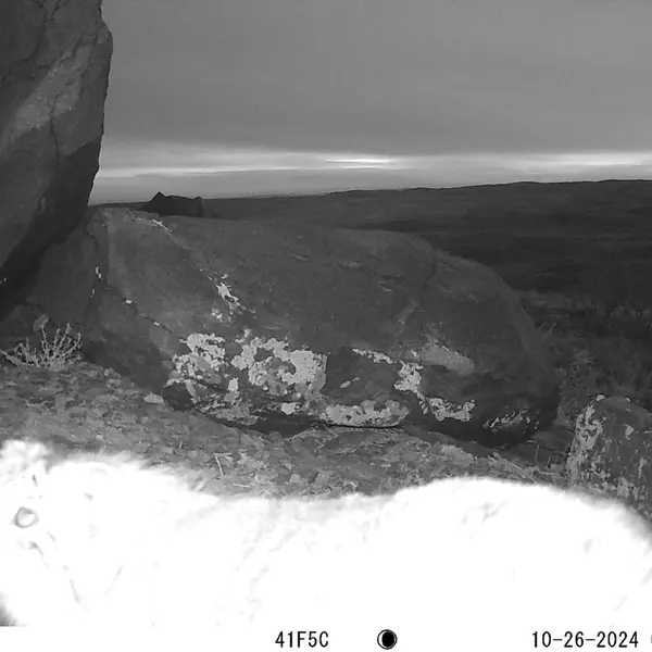 A photograph of Otocolobus manul manul from Koshkar camera trap
