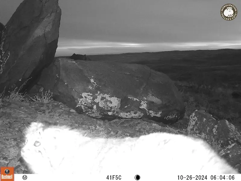 A photograph of Otocolobus manul manul from Koshkar camera trap
