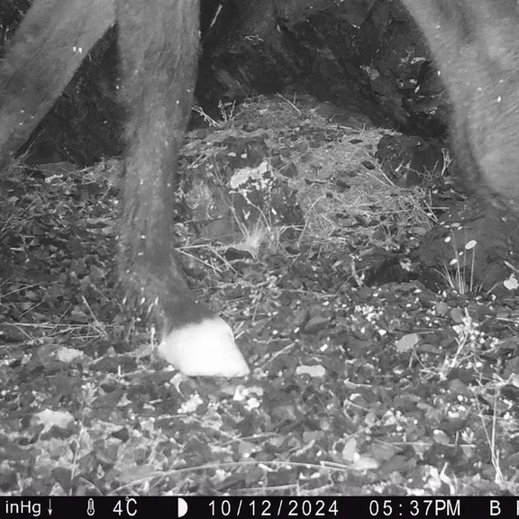 A photograph of Horse from Egizkara [new] camera trap