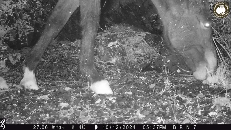 A photograph of Horse from Egizkara [new] camera trap