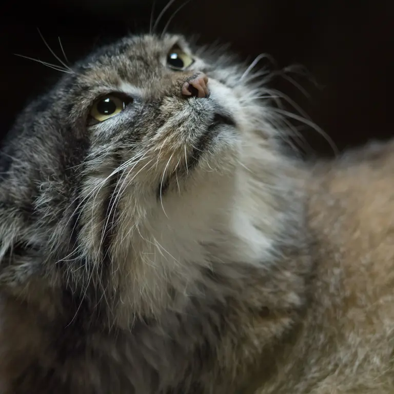 A photograph of Primula in Ueno Zoological Gardens