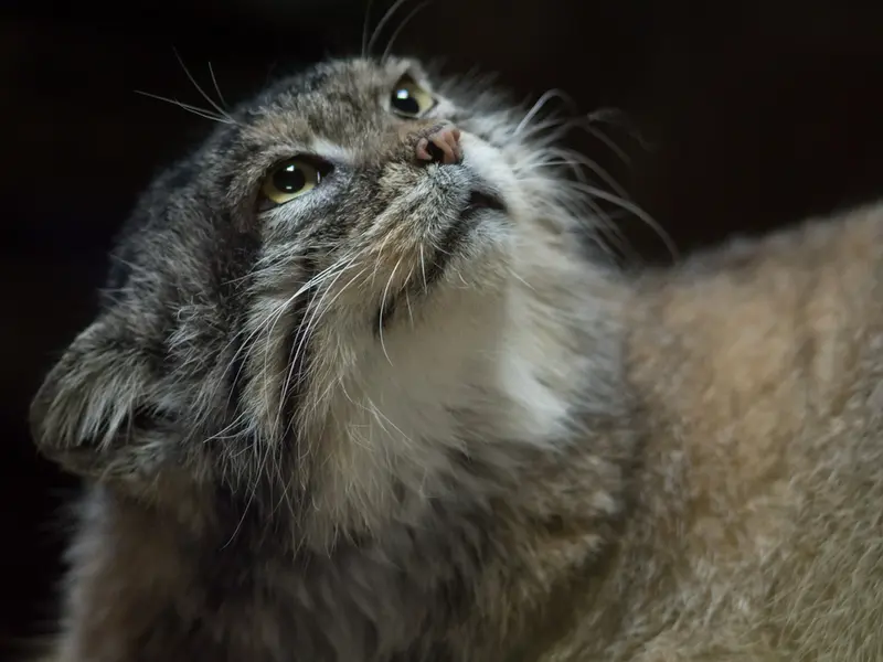 A photograph of Primula in Ueno Zoological Gardens