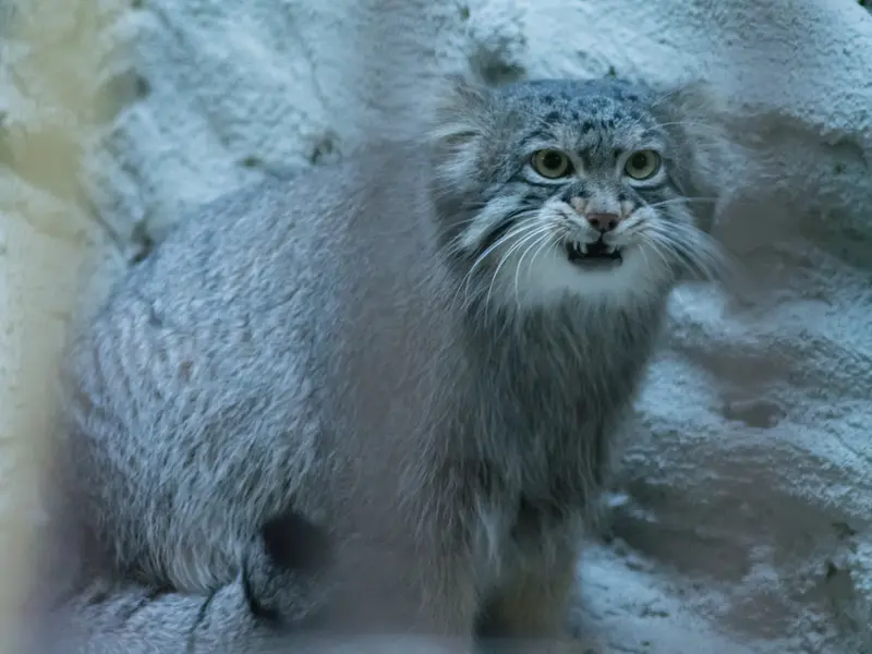 A photograph of Figa in Nogeyama Zoo
