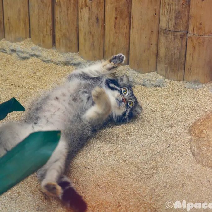 A photograph of Nar in Kobe Animal Kingdom