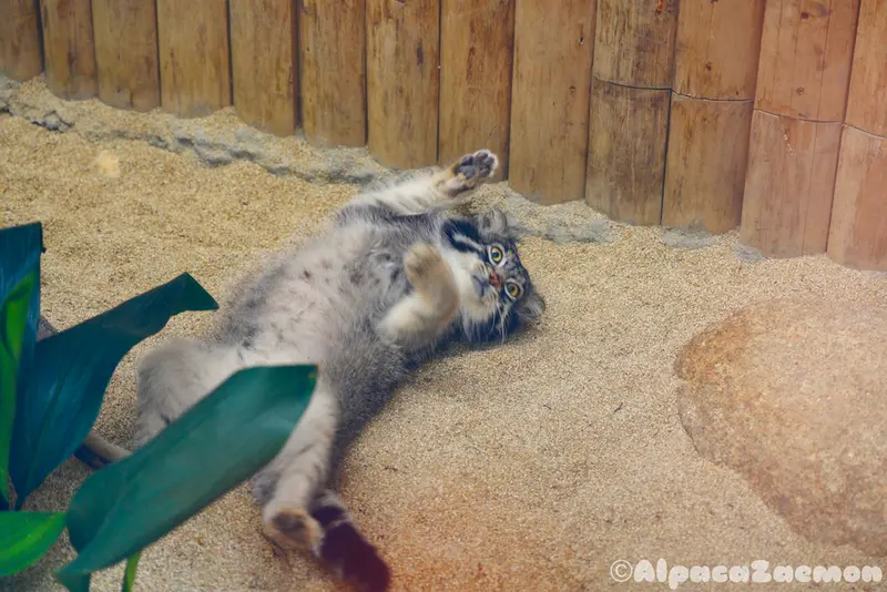 A photograph of Nar in Kobe Animal Kingdom