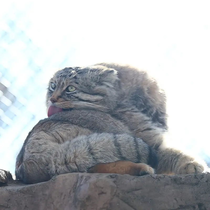 A photograph of Lotos in Saitama Children's Zoo