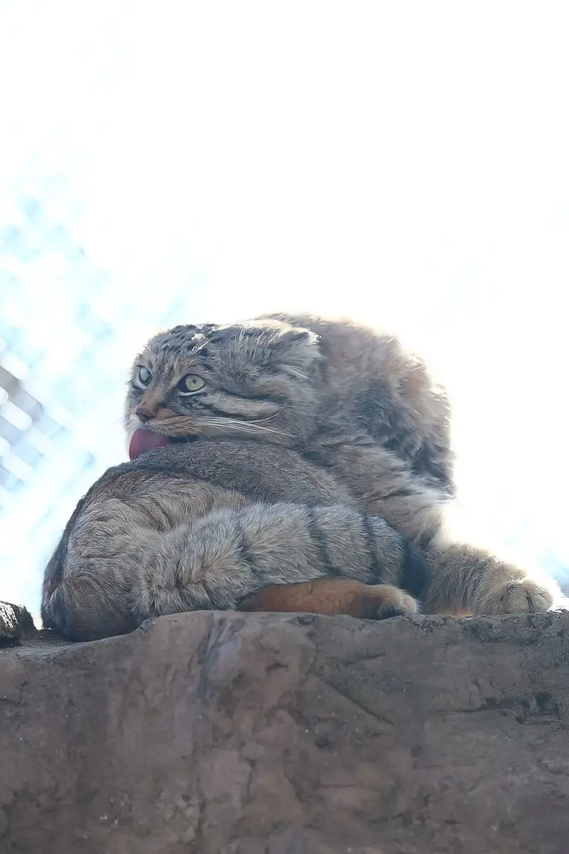 A photograph of Lotos in Saitama Children's Zoo