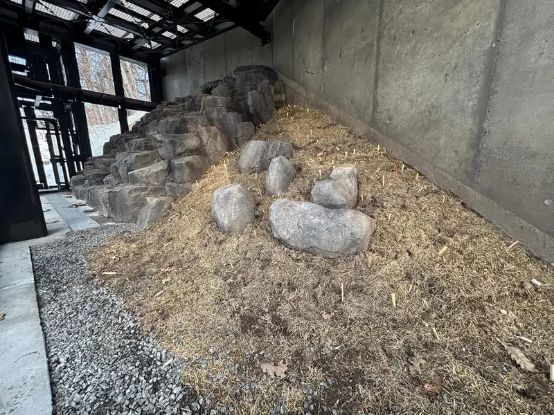 A photograph of a Pallas's cat in Asahiyama Zoo