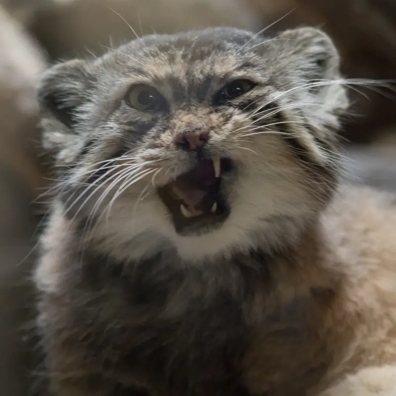A photograph of Primula in Ueno Zoological Gardens