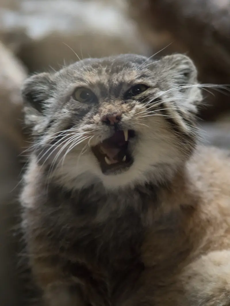 A photograph of Primula in Ueno Zoological Gardens