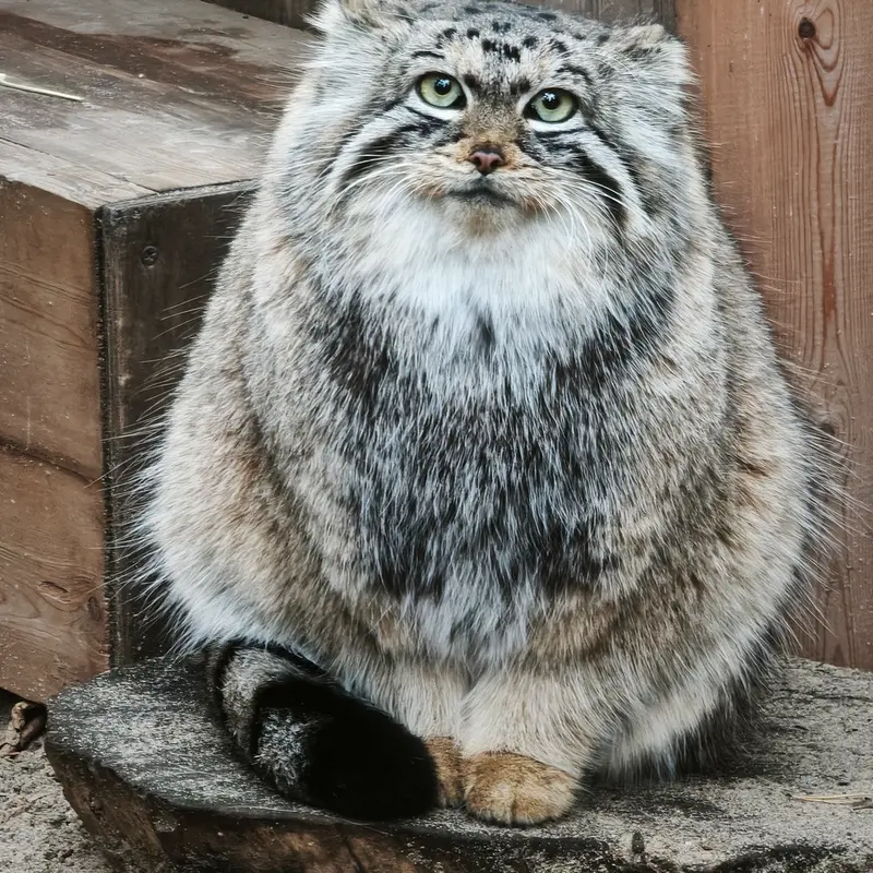 A photograph of Anya in Novosibirsk Zoo
