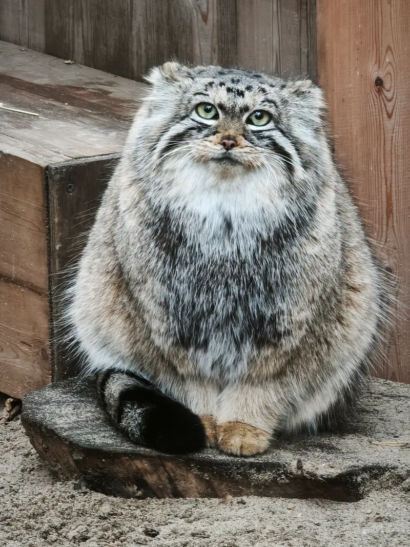 A photograph of Anya in Novosibirsk Zoo