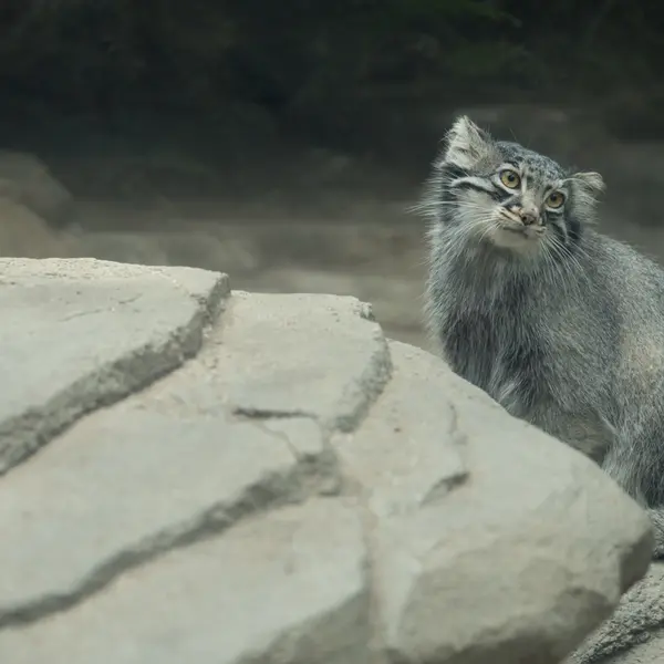 A photograph of Mei in Kobe Animal Kingdom