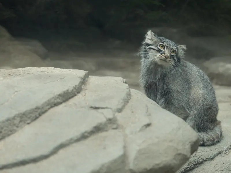 A photograph of Mei in Kobe Animal Kingdom