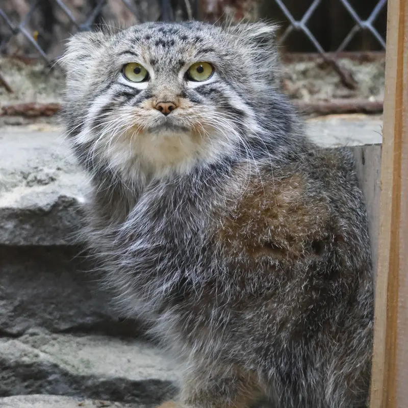 A photograph of Ruf in Novosibirsk Zoo