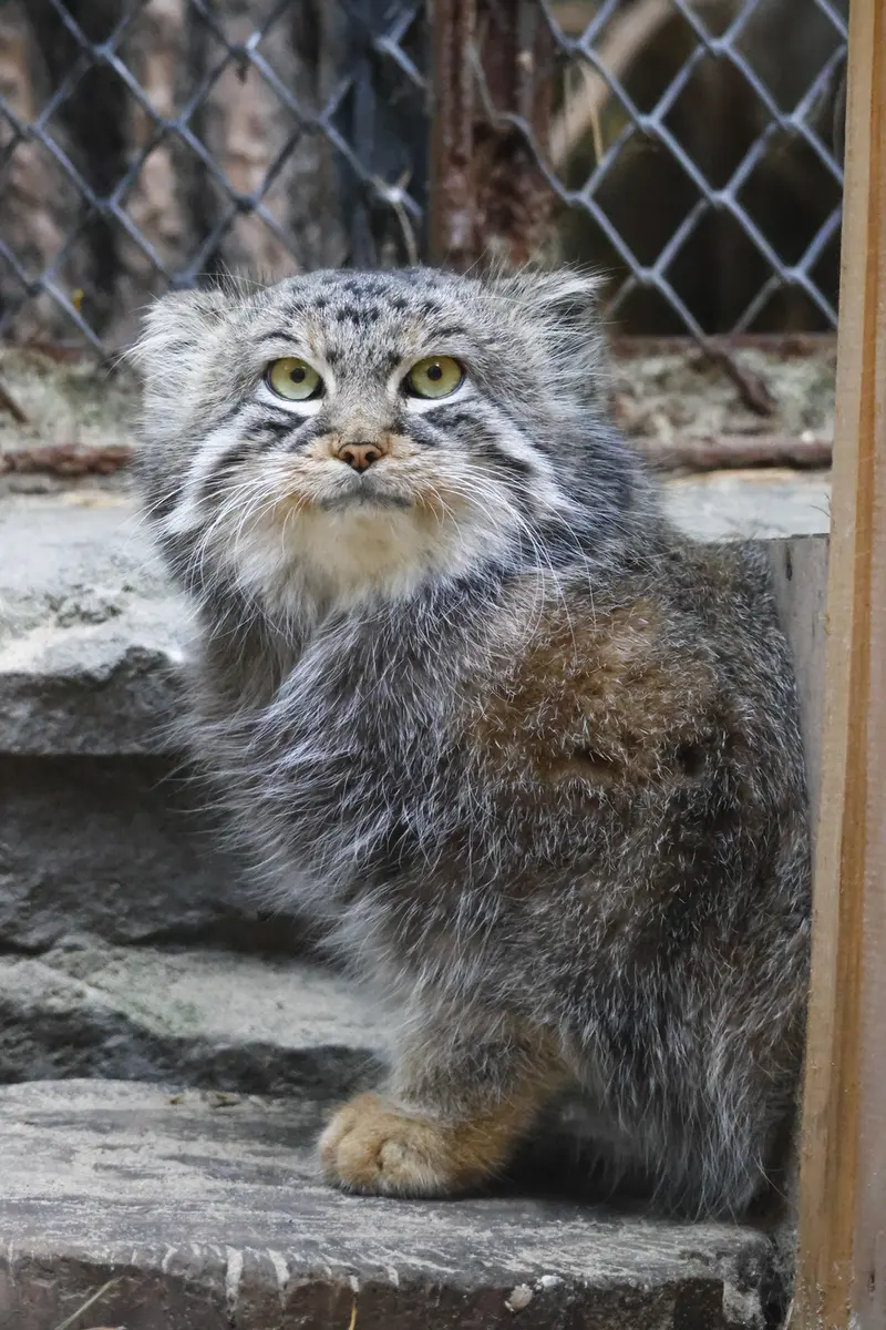 A photograph of Ruf in Novosibirsk Zoo