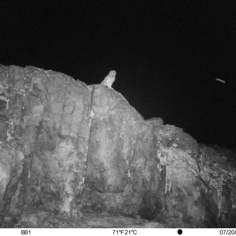 A photograph of Little Owl from Aktas-Kunkora [new] camera trap