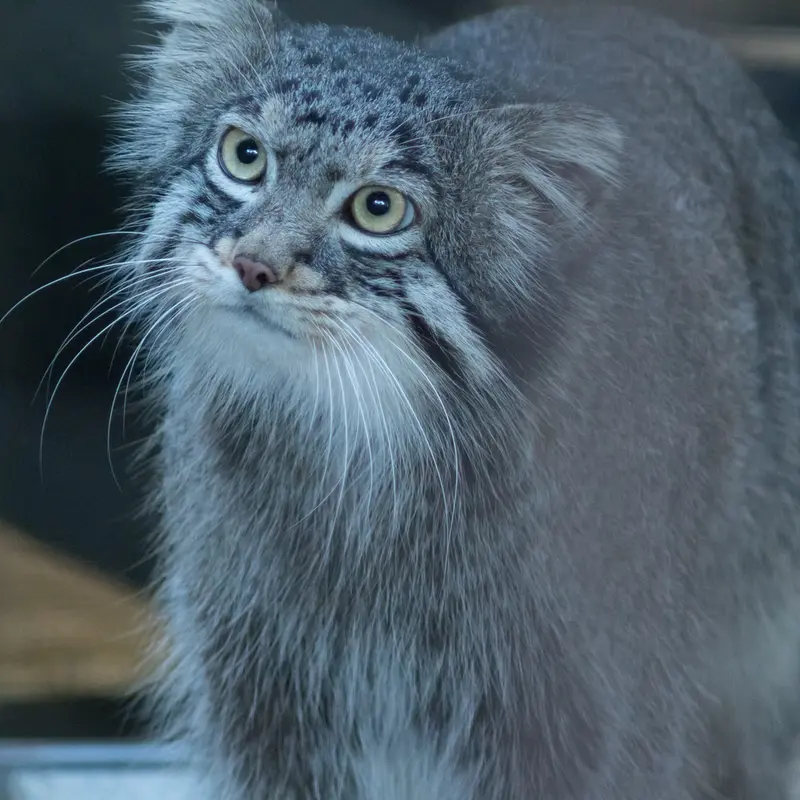 A photograph of Figa in Nogeyama Zoo