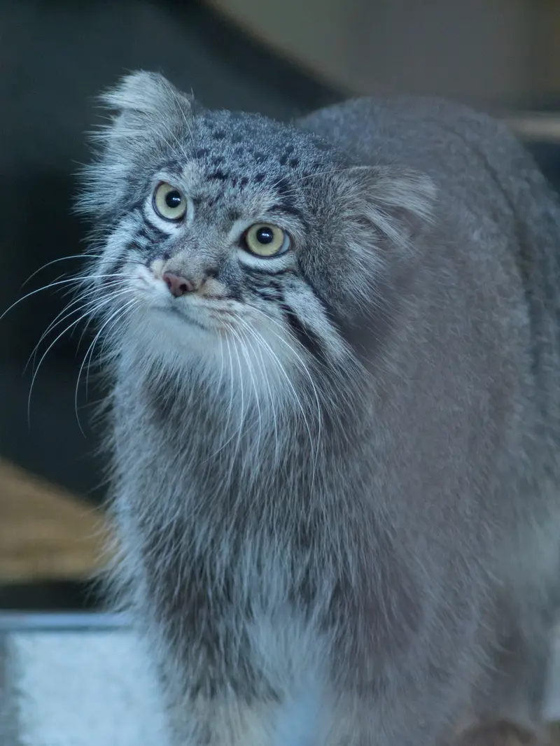 A photograph of Figa in Nogeyama Zoo