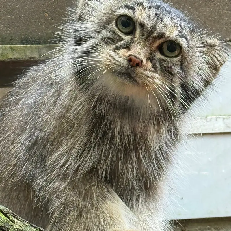 A photograph of Nozomi in Miller Park Zoo