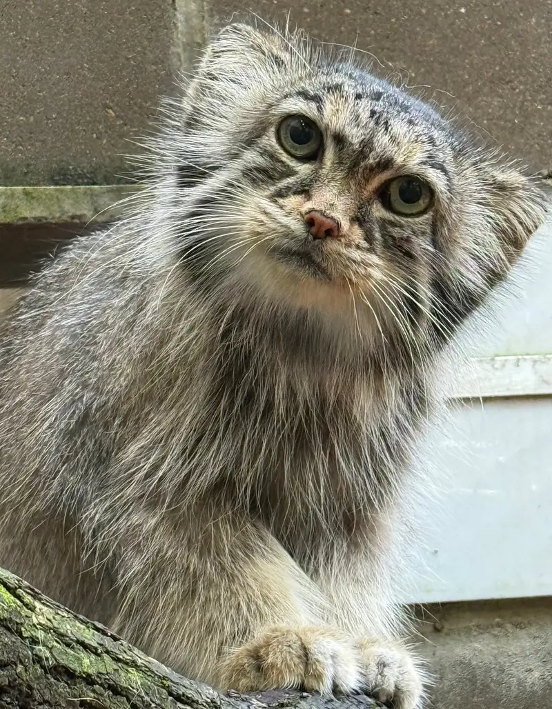 A photograph of Nozomi in Miller Park Zoo