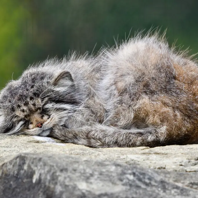 A photograph of Atlan in Port Lympne Wild Animal Park