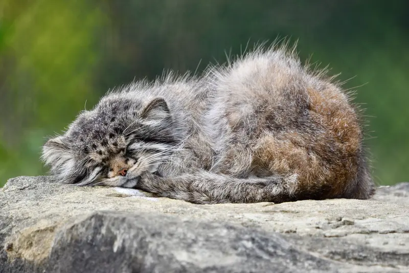 A photograph of Atlan in Port Lympne Wild Animal Park