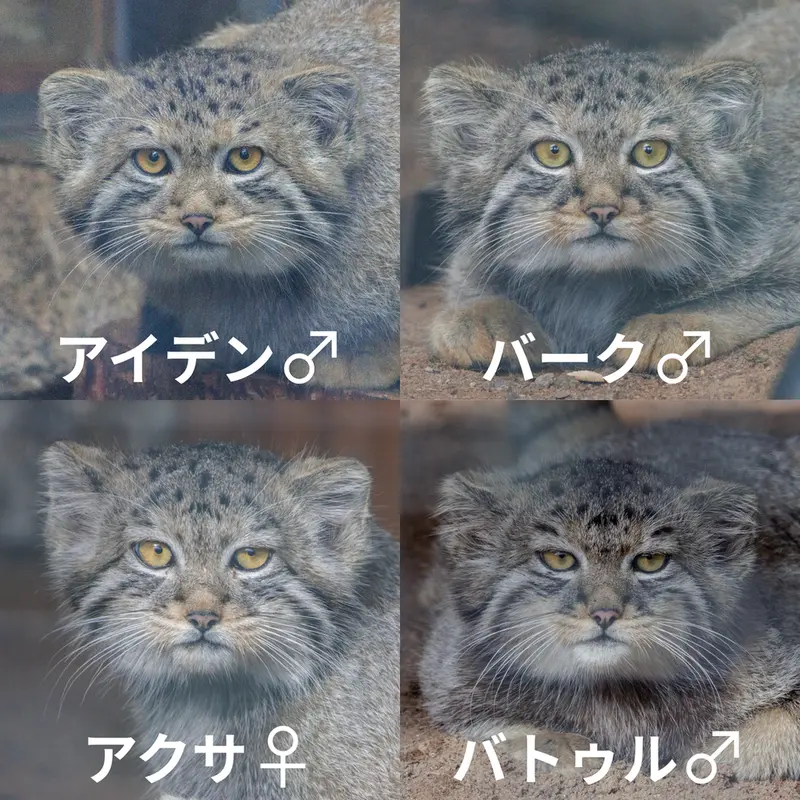 A photograph of a Pallas's cat