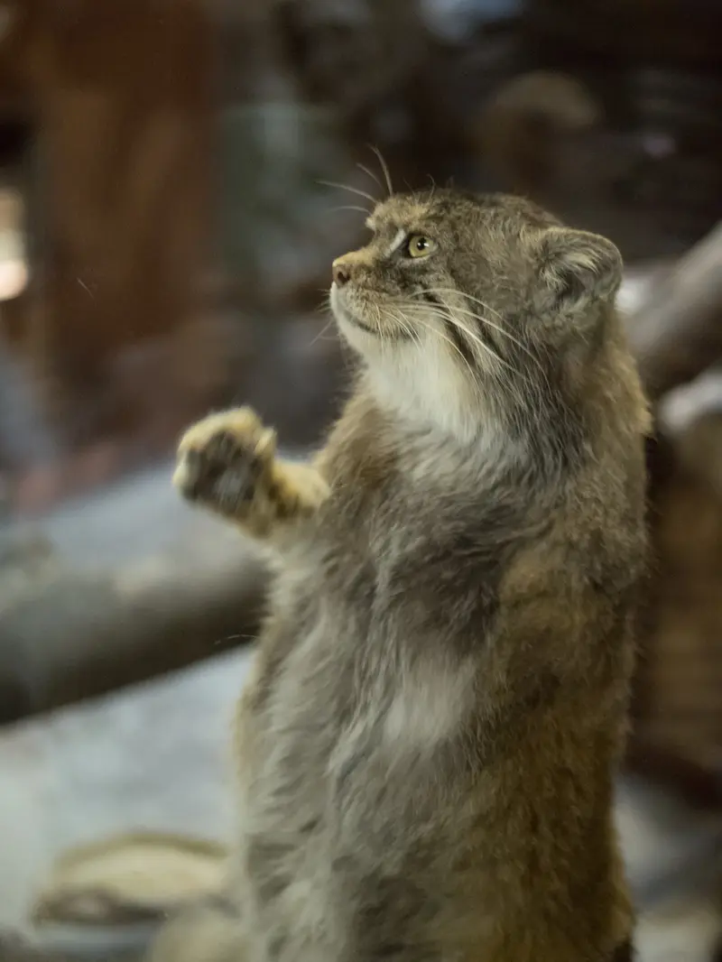 A photograph of Primula in Ueno Zoological Gardens