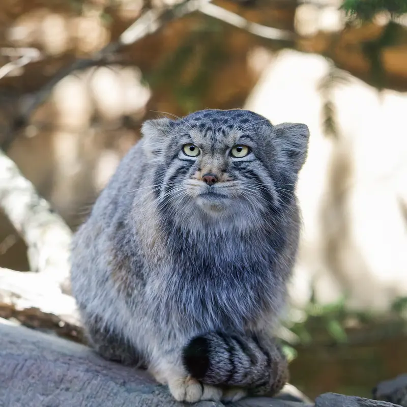 A photograph of Nagomu in Nasu Animal Kingdom