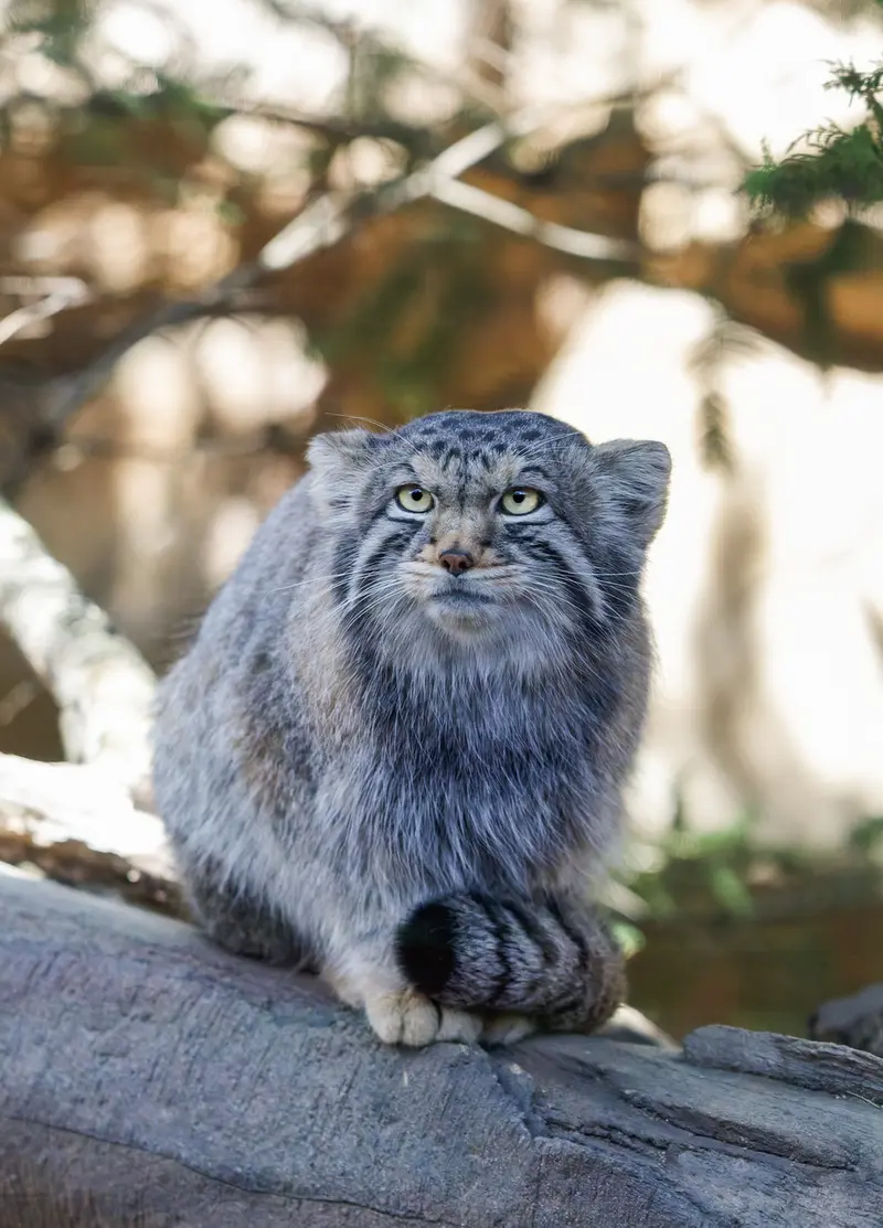 A photograph of Nagomu in Nasu Animal Kingdom