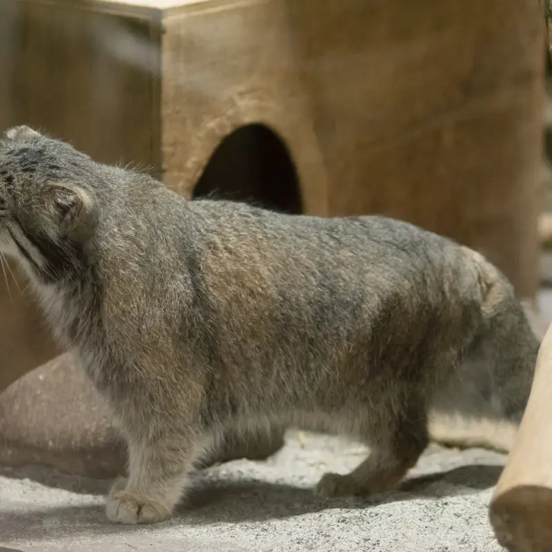 A photograph of Klyon in Ueno Zoological Gardens