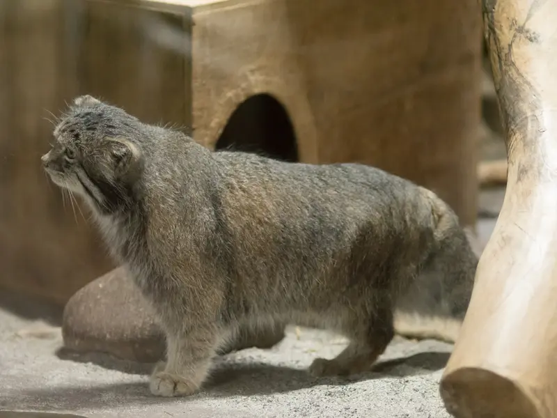 A photograph of Klyon in Ueno Zoological Gardens