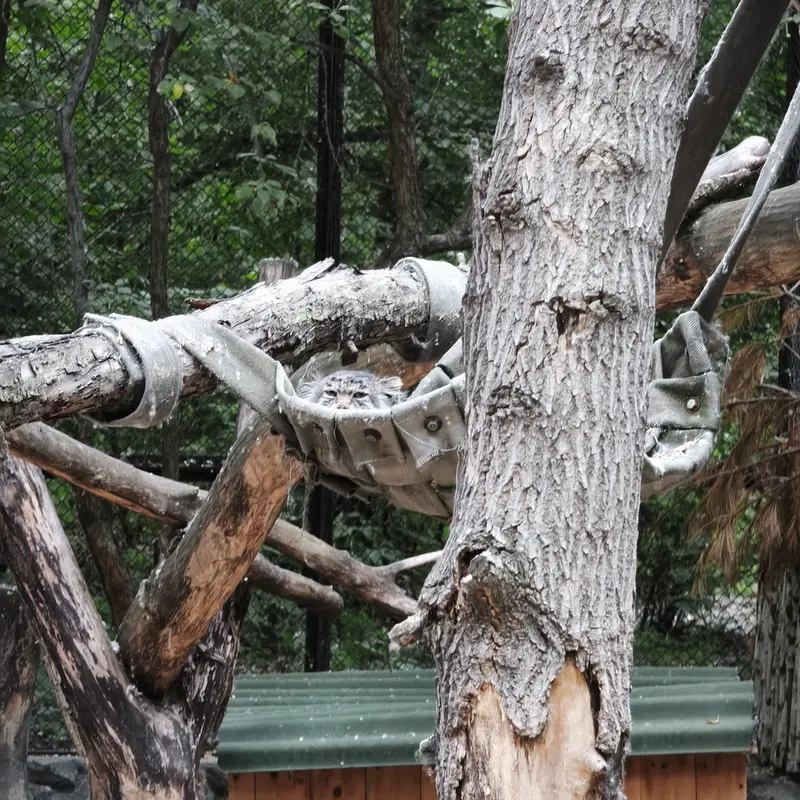 A photograph of Mia in Novosibirsk Zoo