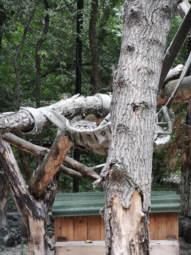 A photograph of Mia in Novosibirsk Zoo