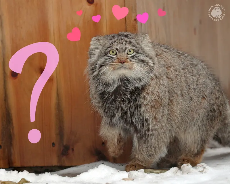 😍 L'amour! A manul riddle!